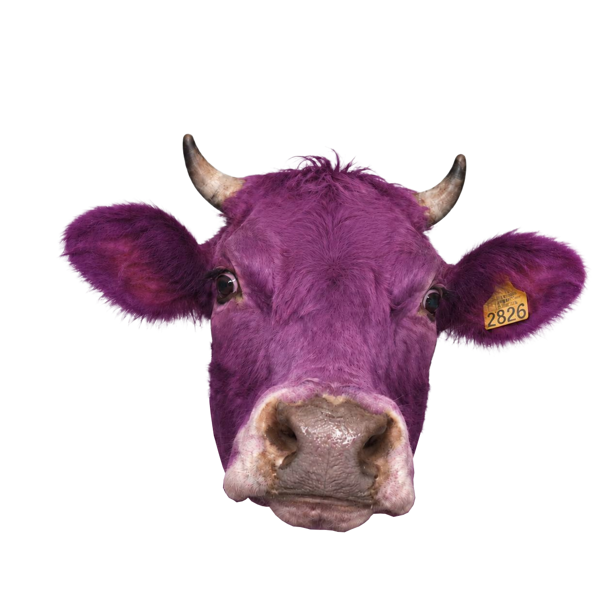 PurpleCow